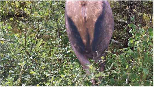 Back Country Elk Decoy Model 0078.