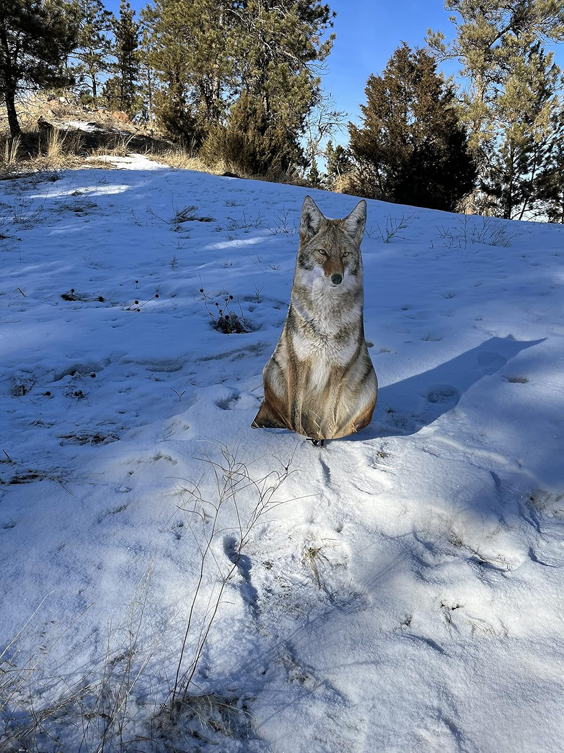 Realistic Sitting Coyote Decoy