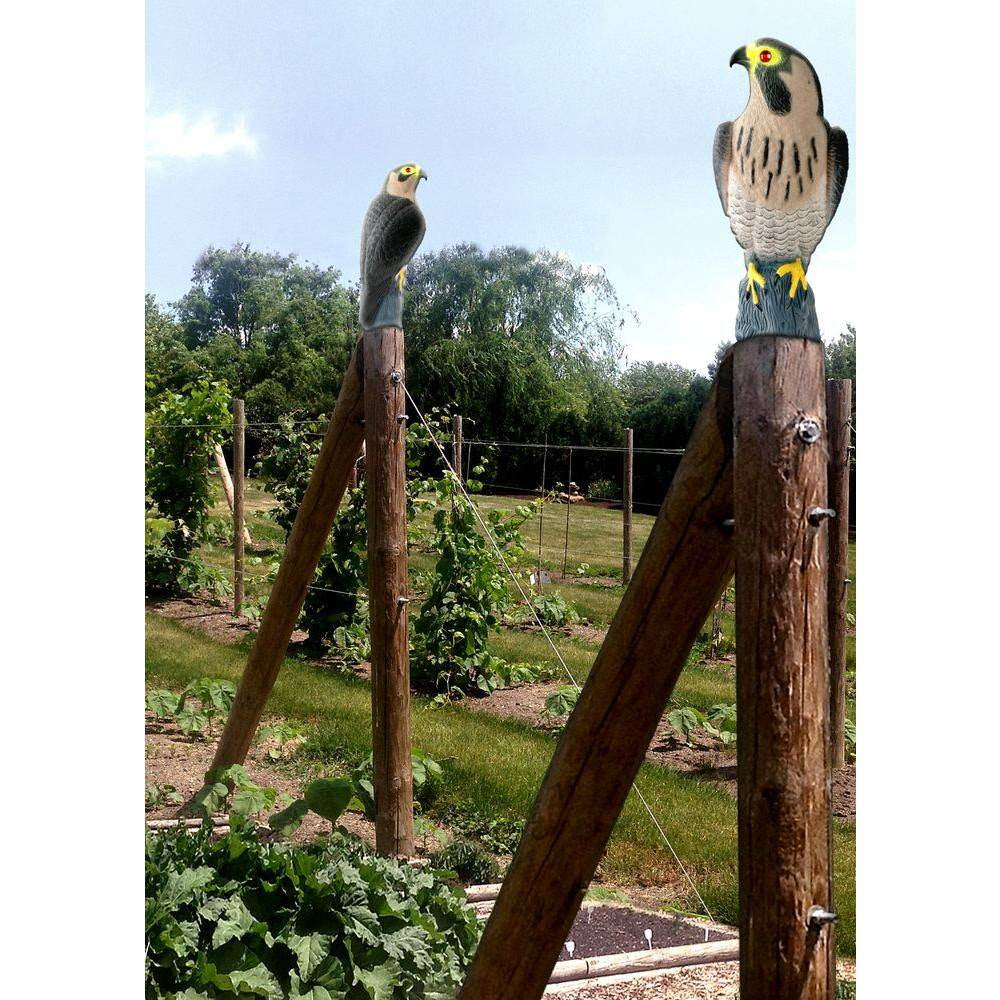 Falcon Predator Decoy for Effective Pigeon Deterrence