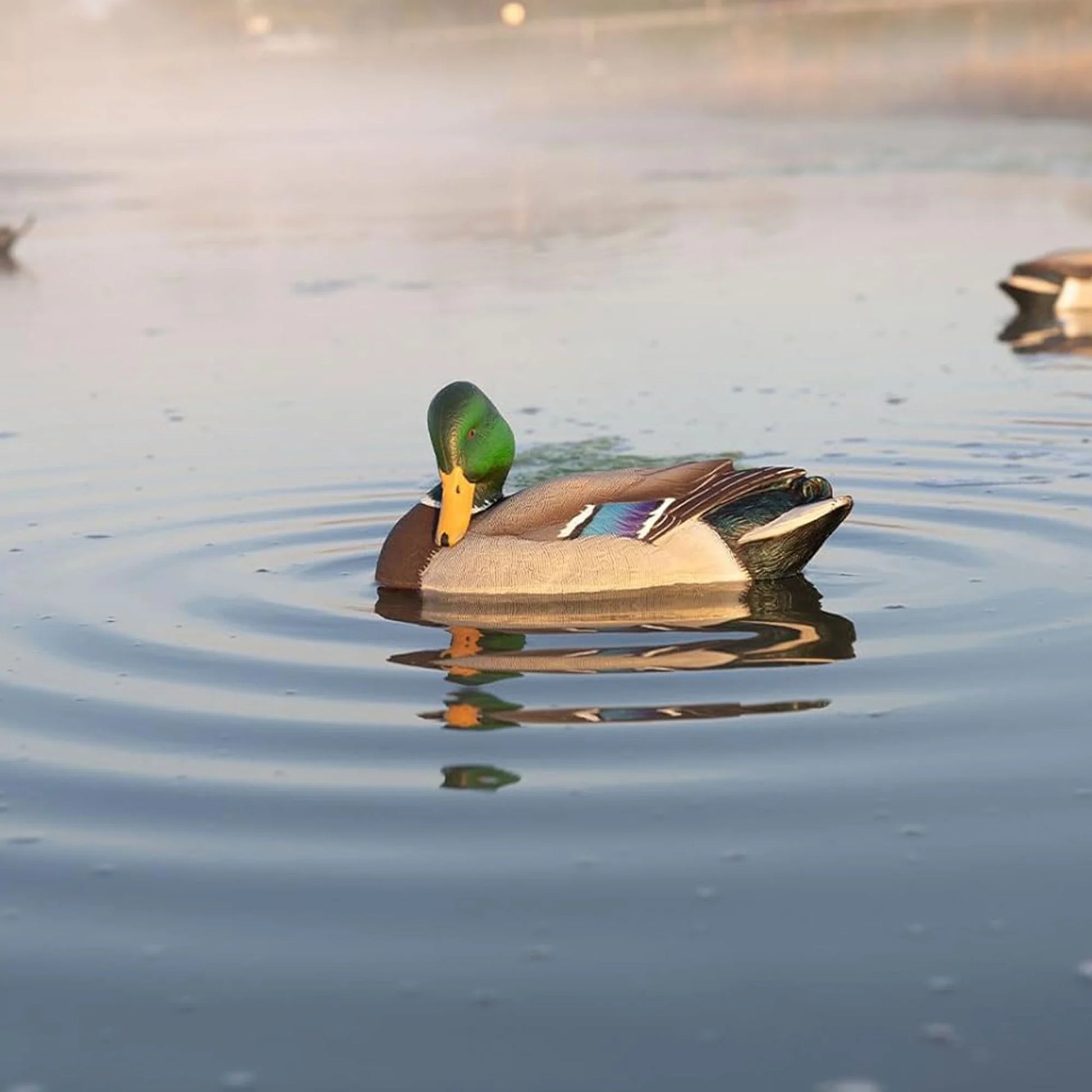 Power Shaker Mallard Drake Motion Duck Decoy - Floating Surface Preener in Multicolor