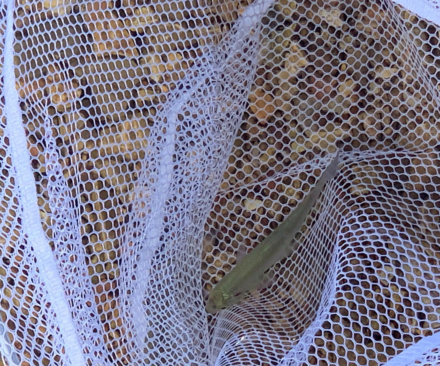 Catch the Big One with Our 9x8 Baitwell Fishing Net! 🐟✨ Durable Vinyl Netting & Sturdy Wooden Handle! #FishingGear #AnglerEssentials.