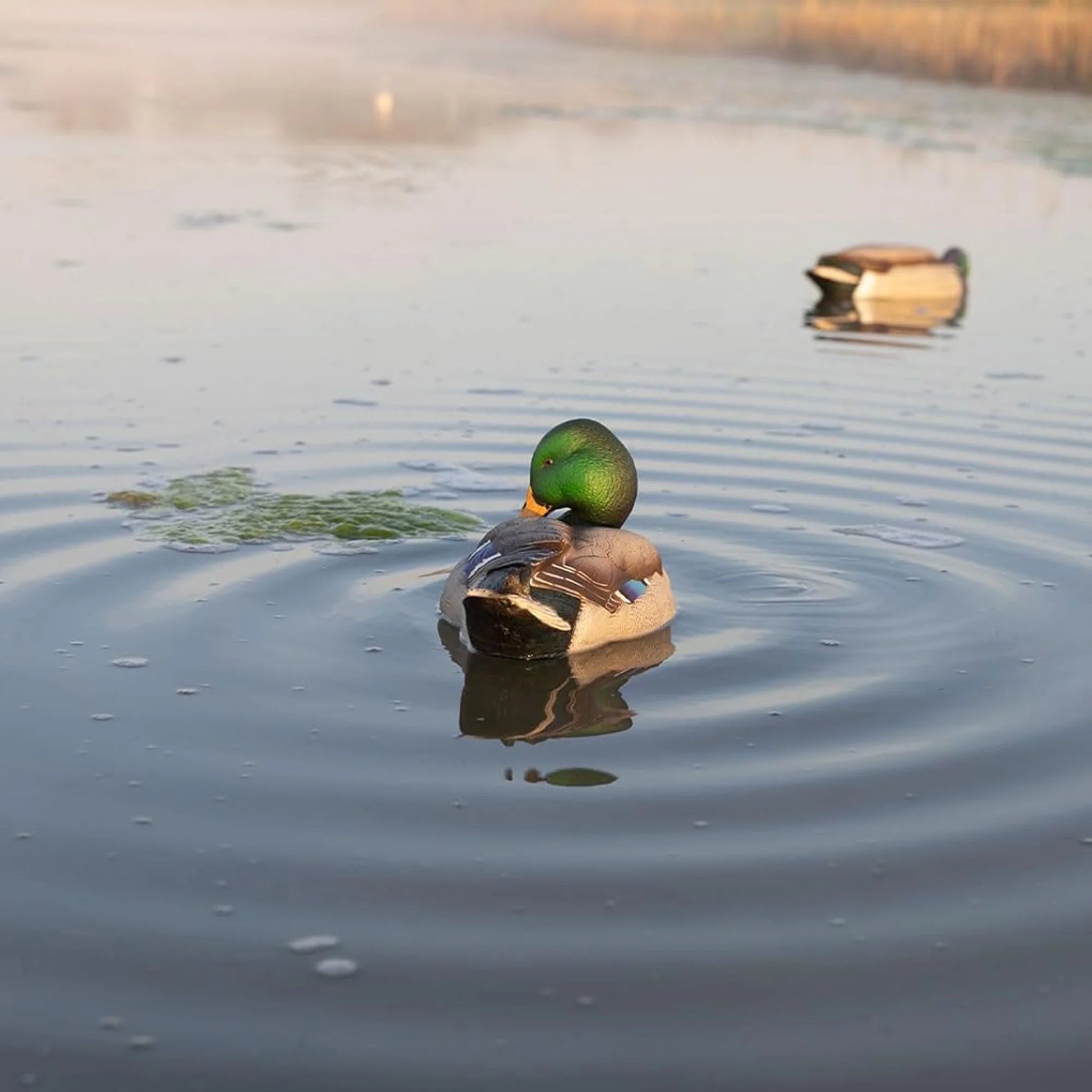Power Shaker Mallard Drake Motion Duck Decoy - Floating Surface Preener in Multicolor