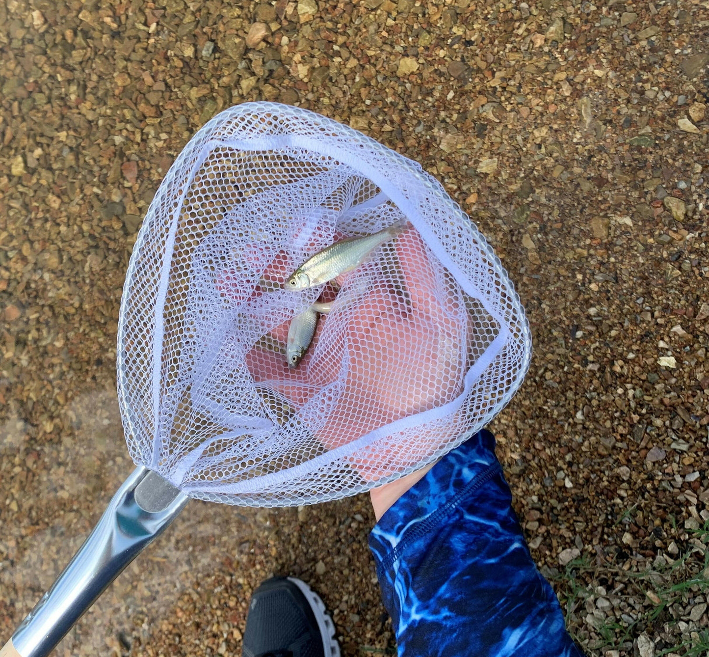 Catch the Big One with Our 9x8 Baitwell Fishing Net! 🐟✨ Durable Vinyl Netting & Sturdy Wooden Handle! #FishingGear #AnglerEssentials.