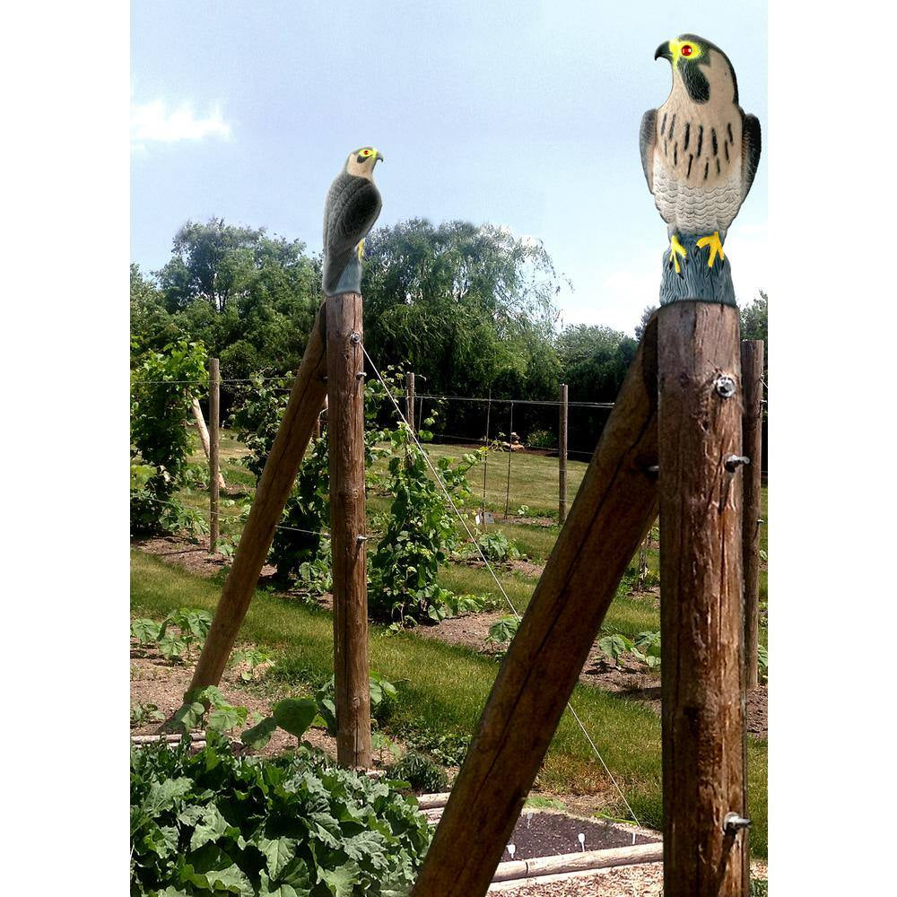 Falcon Predator Decoy for Effective Pigeon Deterrence